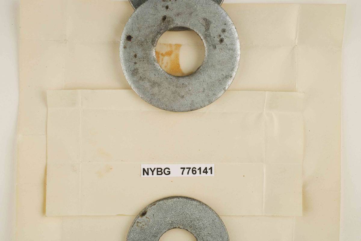 Hydnum rimulosum image
