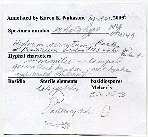 Hydnum serratum image