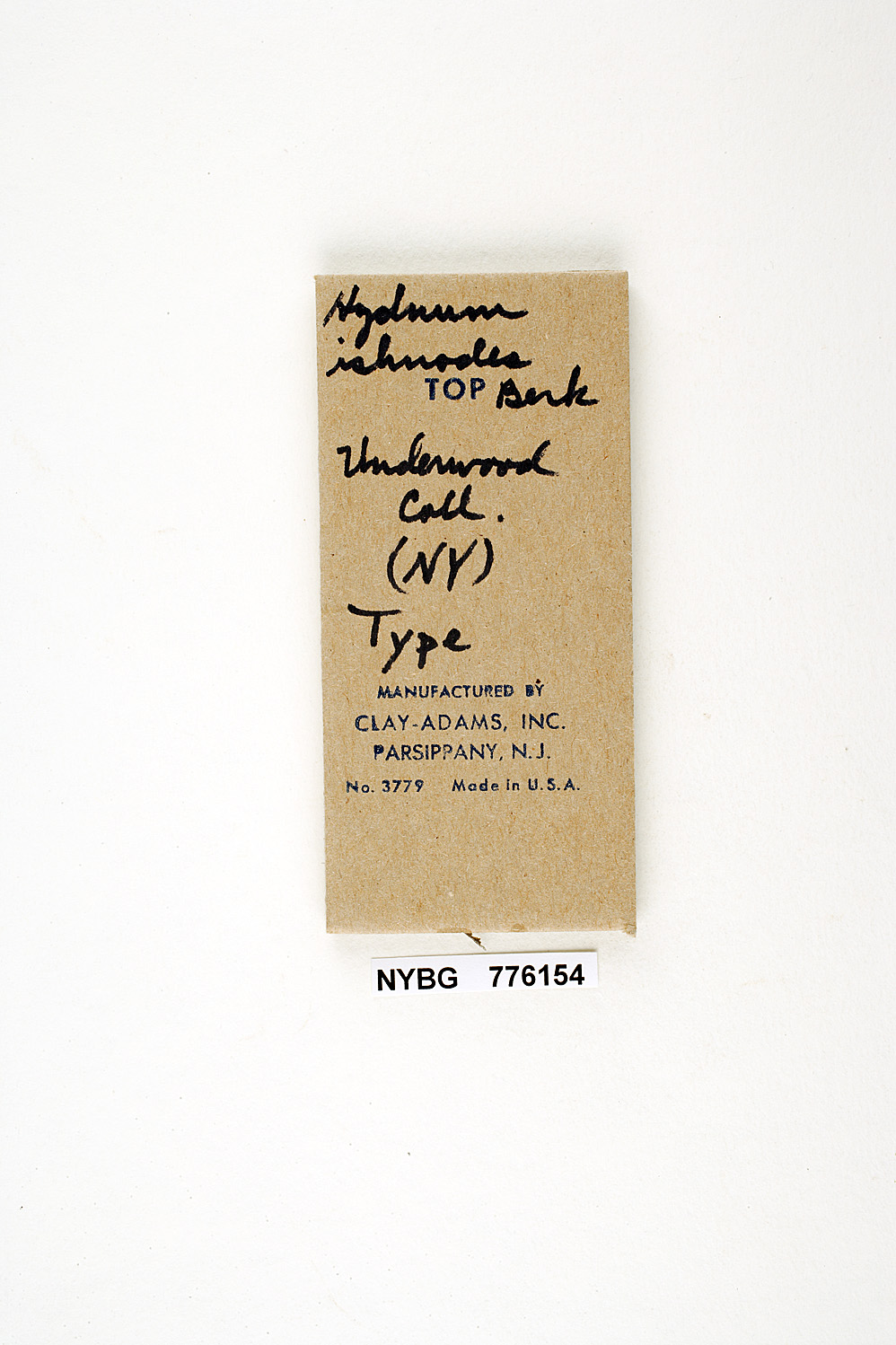Hydnum ischnodes image