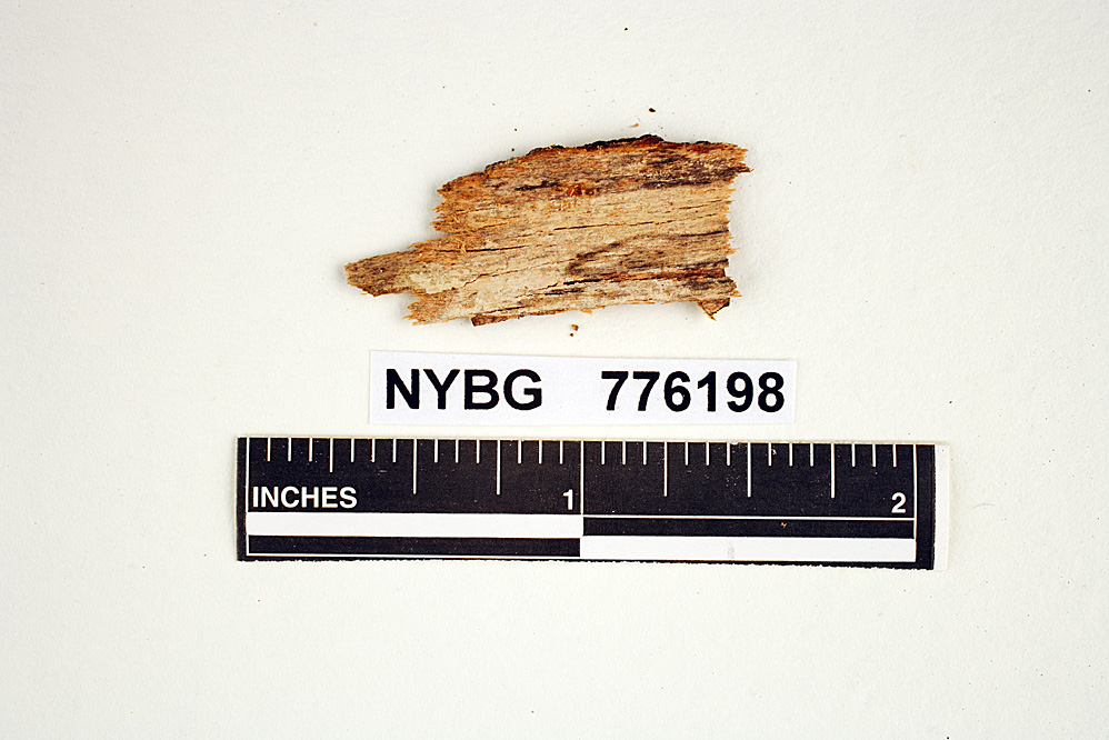 Hydnum hypochrum image