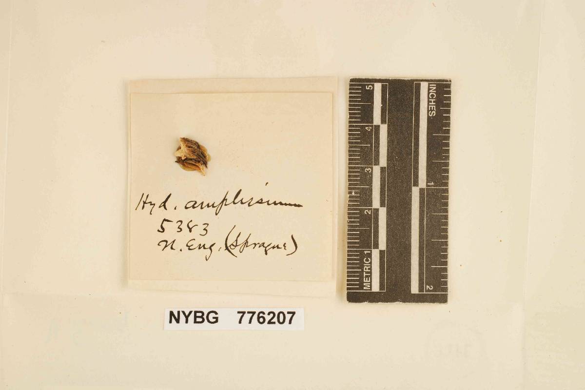 Hydnum amplissimum image