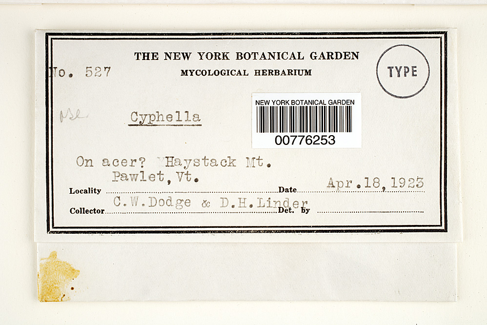 Stromatocyphella image