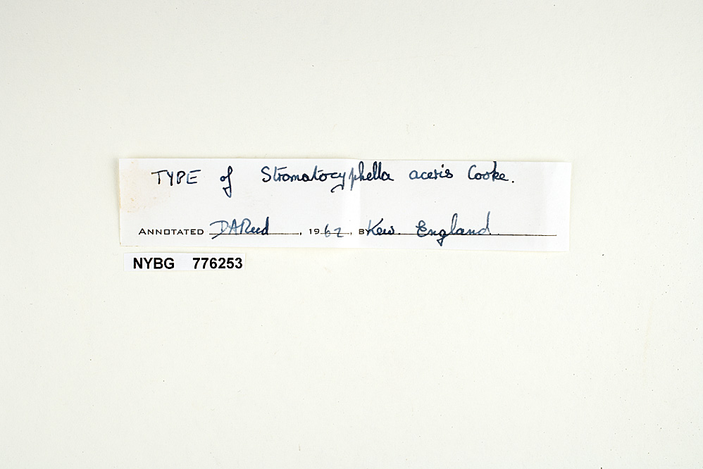 Stromatocyphella aceris image