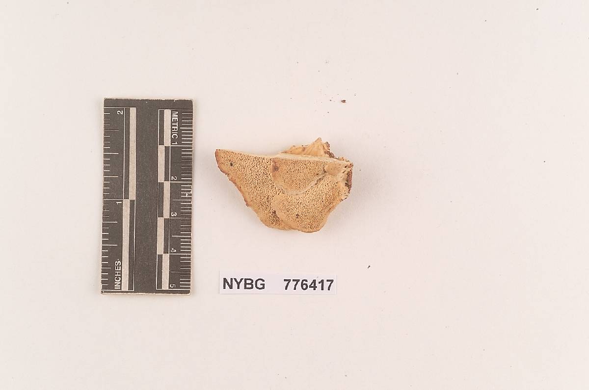 Wrightoporia cremea image