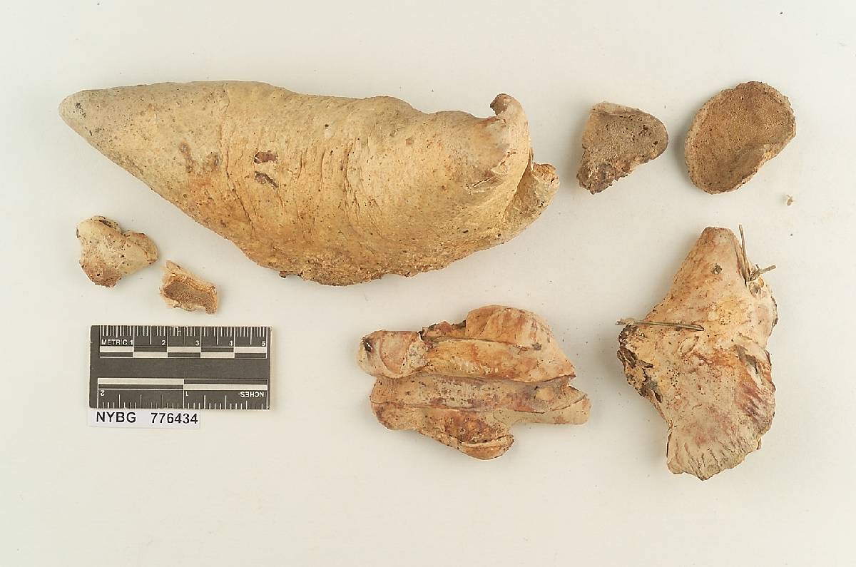 Trametes nivosa image