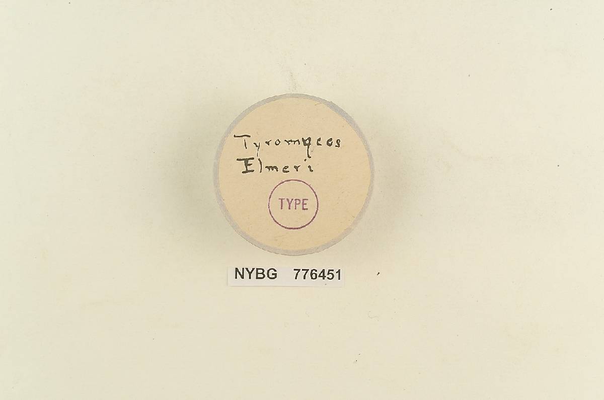 Tyromyces duracinus image
