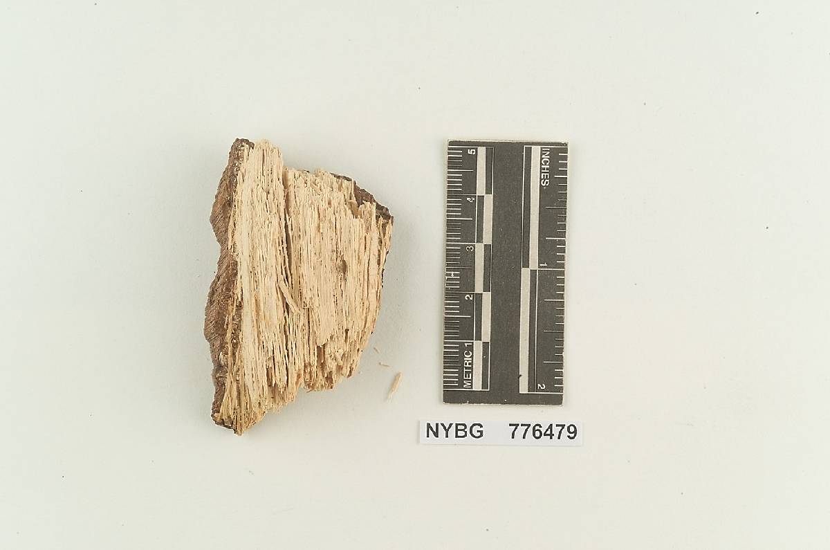 Fomitiporia cinchonensis image
