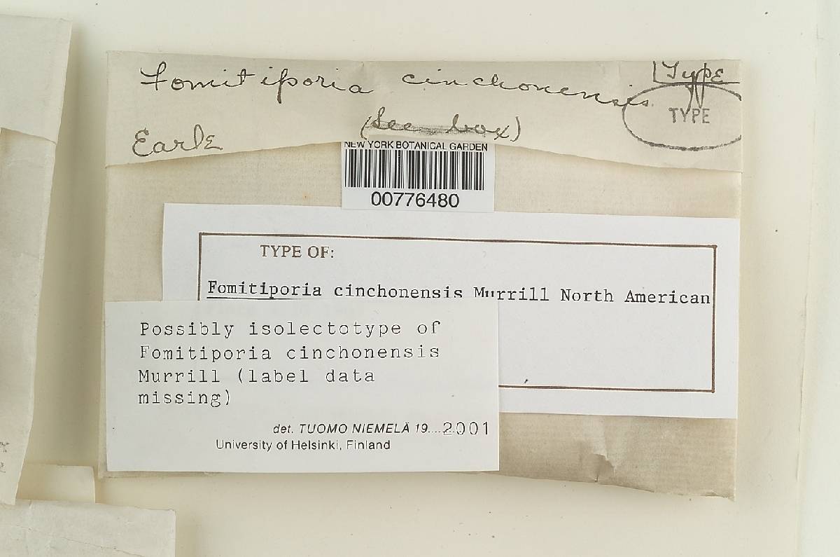 Fomitiporia cinchonensis image