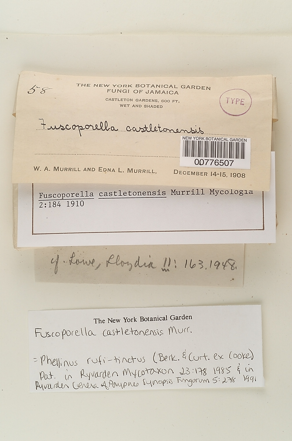 Fuscoporella castletonensis image
