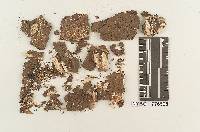 Image of Fuscoporella corruscans