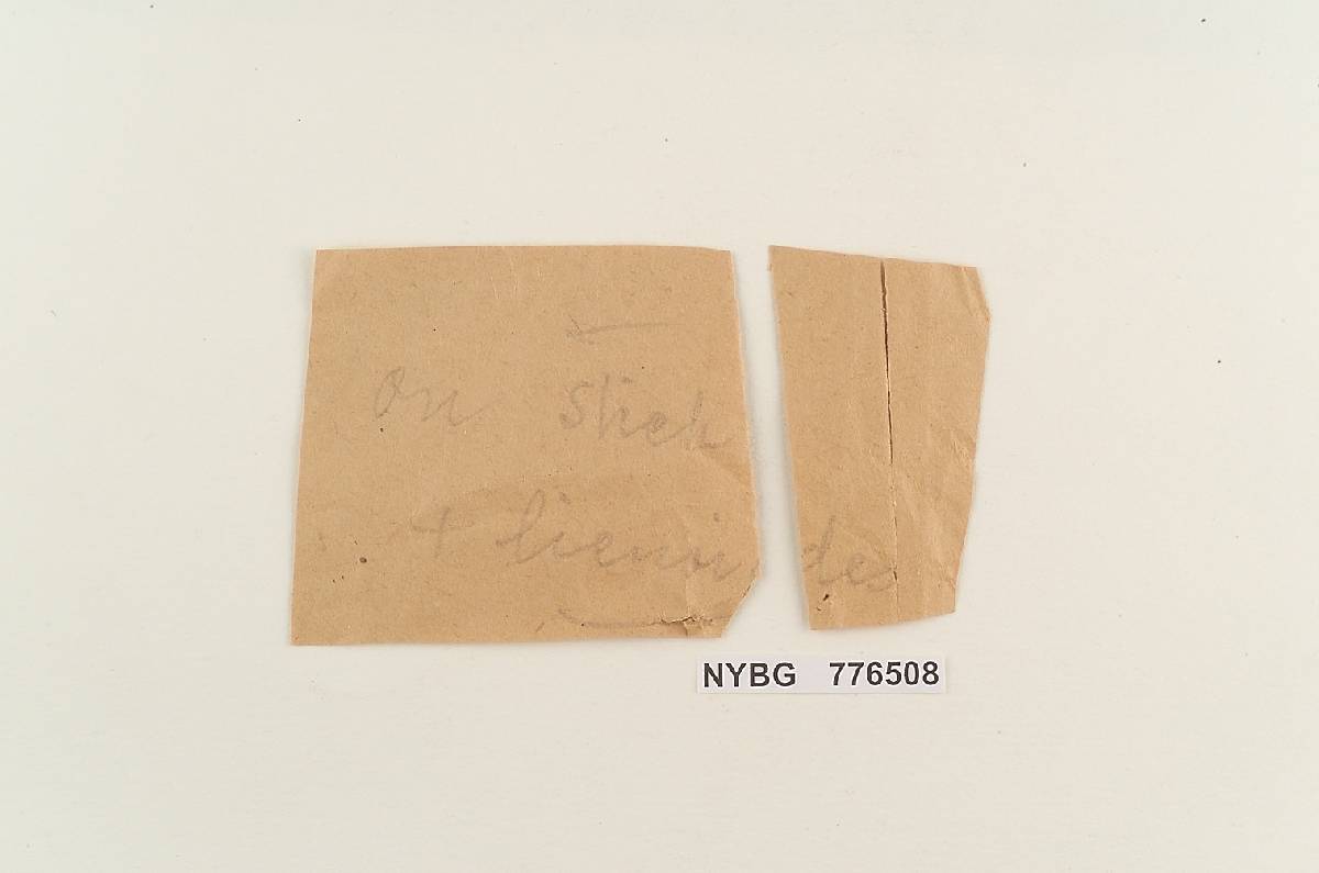 Fuscoporella corruscans image
