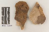 Fuscoporella shaferi image