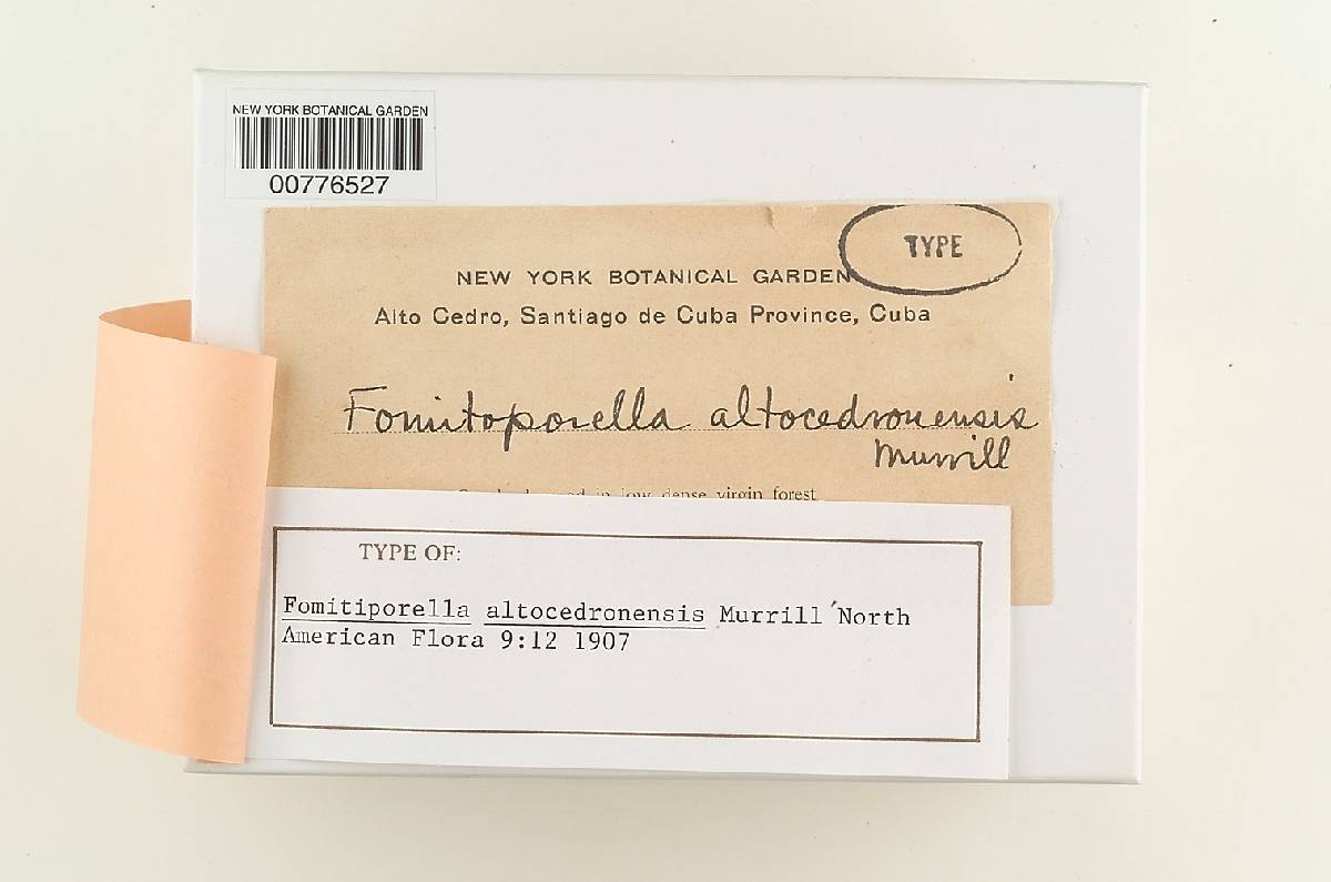 Fomitiporella altocedronensis image