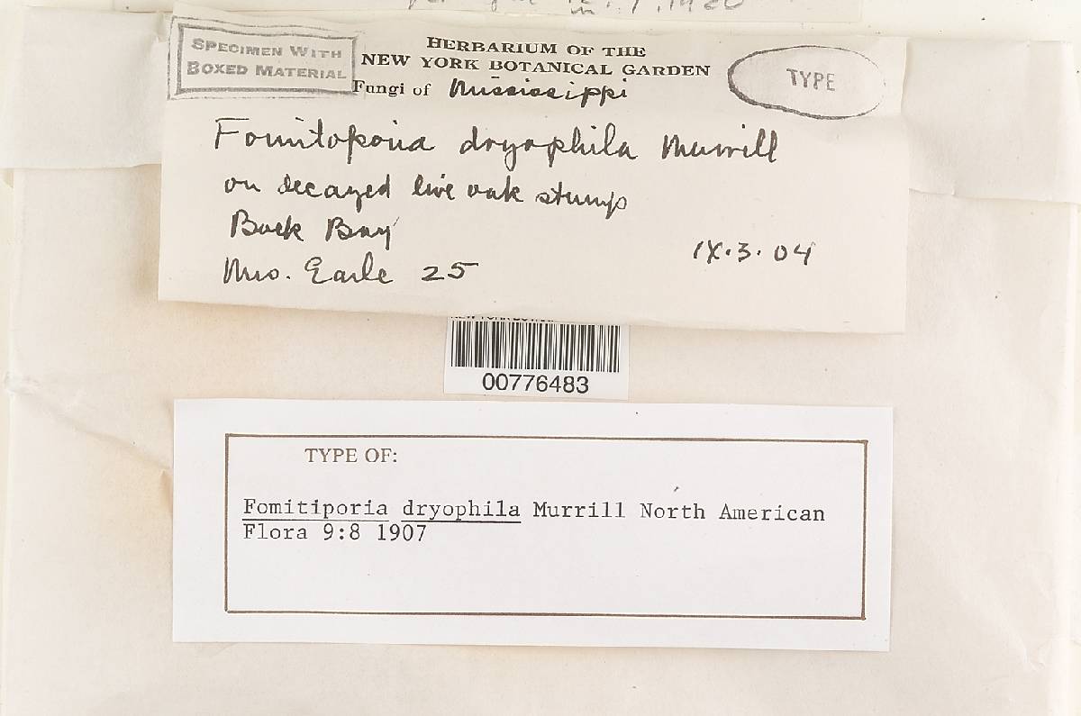 Fomitiporia dryophila image