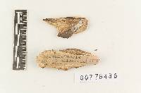 Fomitiporia jamaicensis image