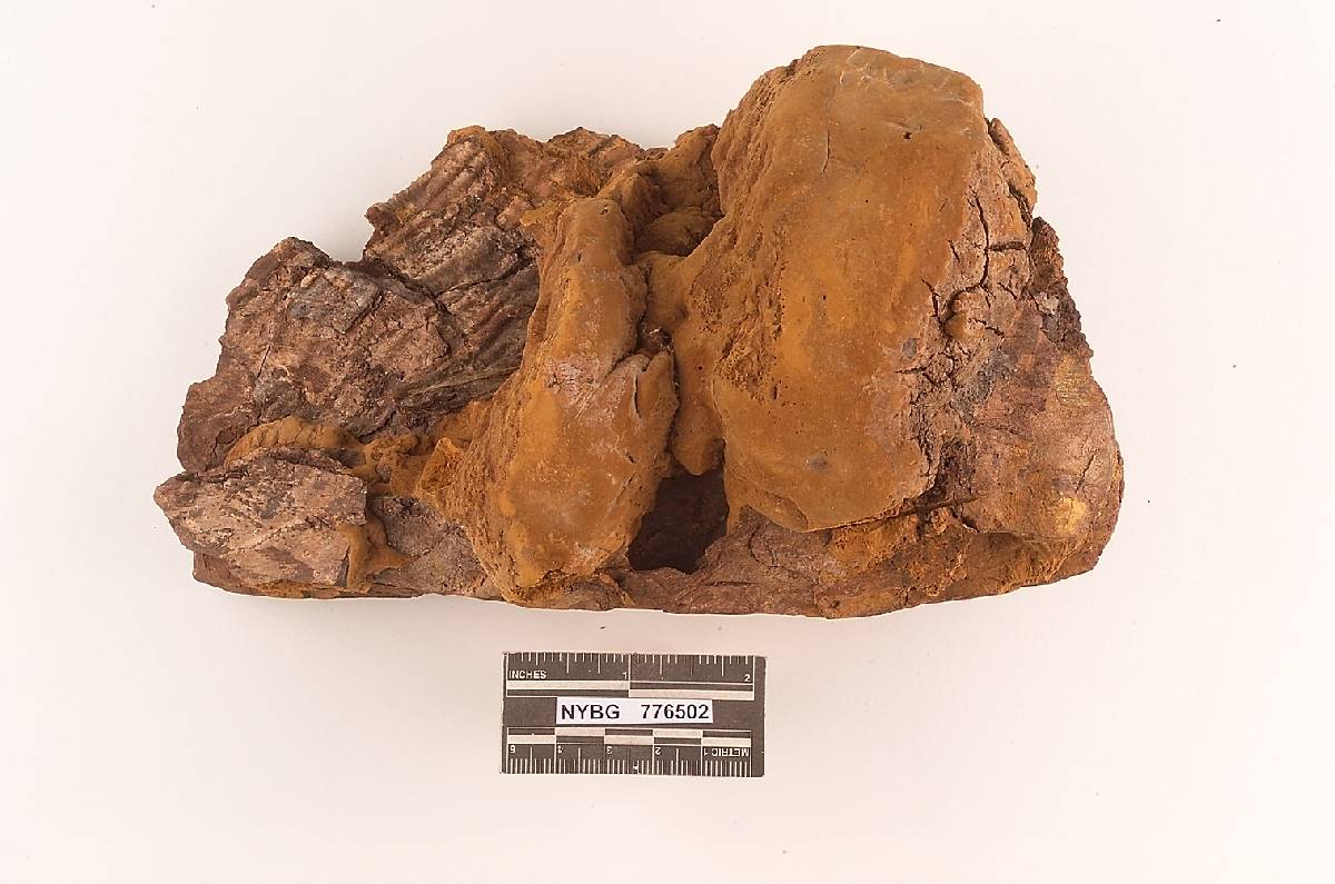 Fulvifomes swieteniae image
