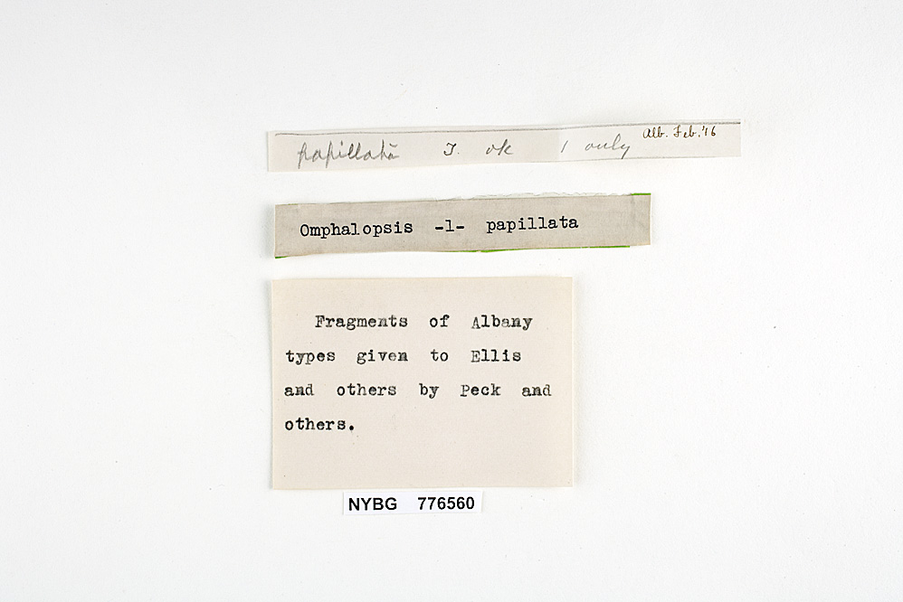 Omphalia papillata image