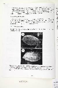 Omphalia giovanellae image