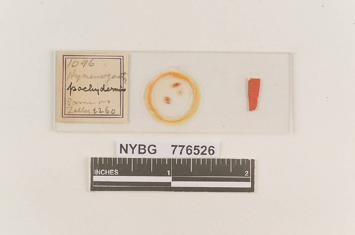 Rosbeeva pachyderma image