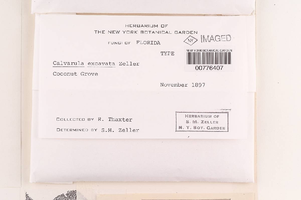 Calvarula excavata image