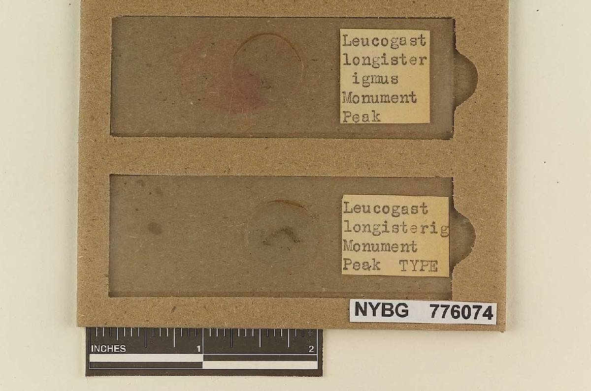 Leucogaster longisterigmatus image