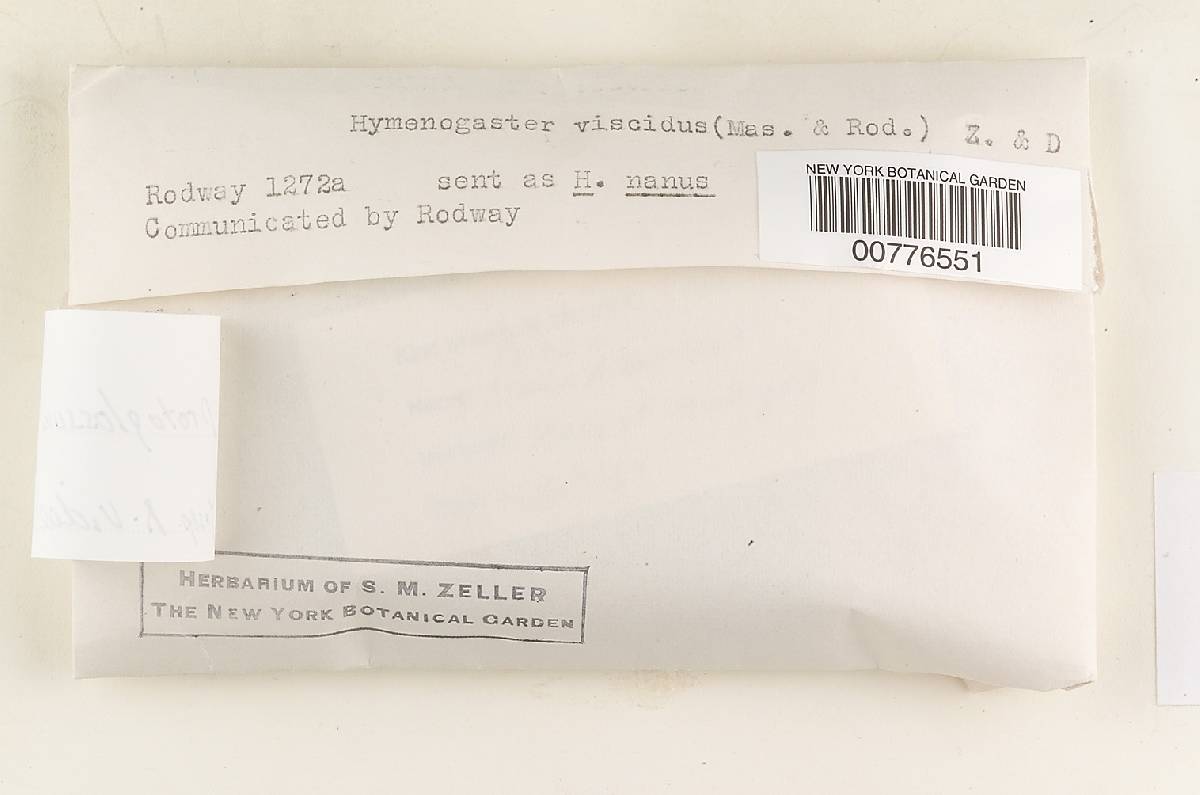 Protoglossum viscidum image