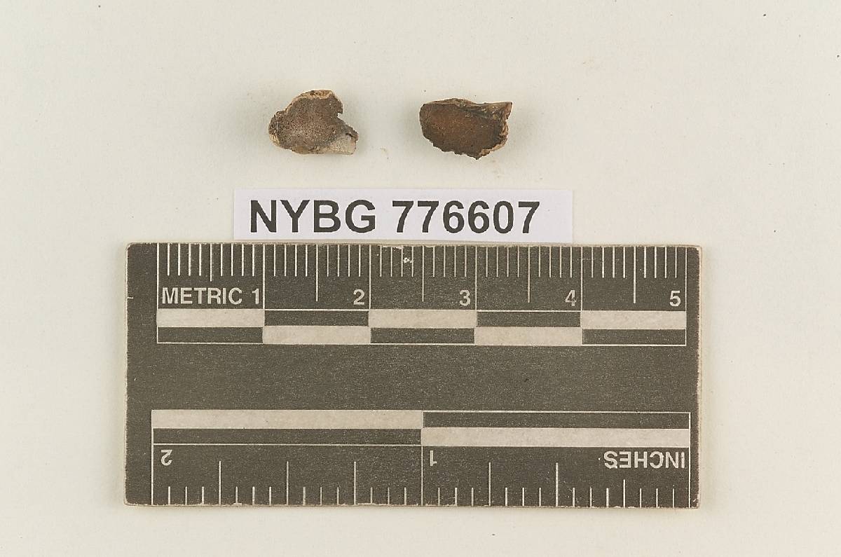 Protoglossum viscidum image