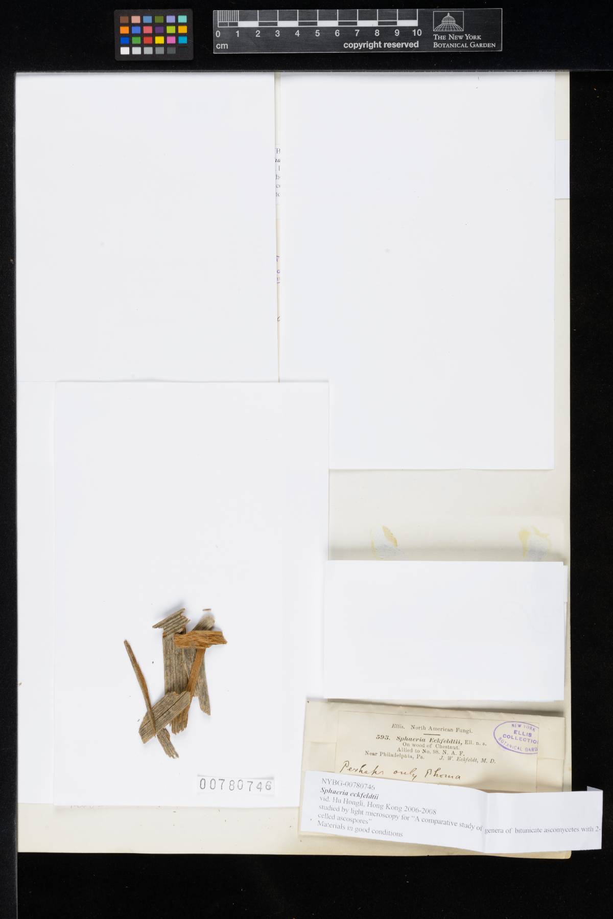 Sphaeria eckfeldtii image