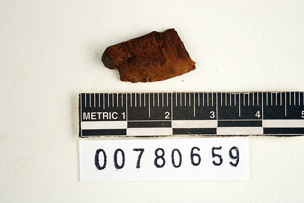 Fomes badius image