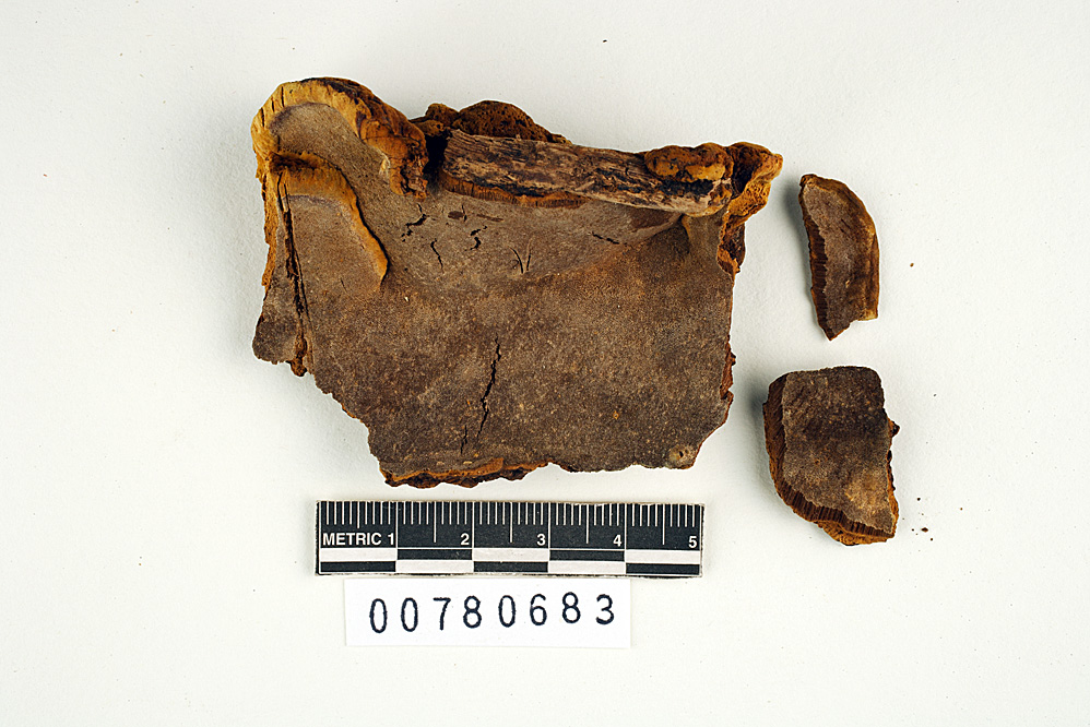 Fomes portoricensis image
