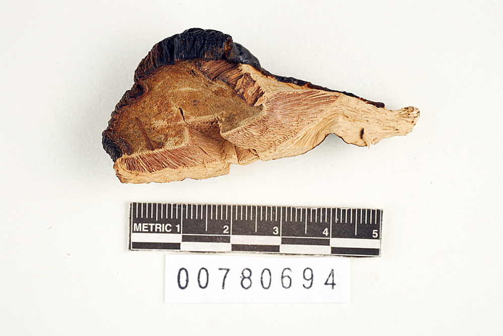 Ganoderma subresinosum image