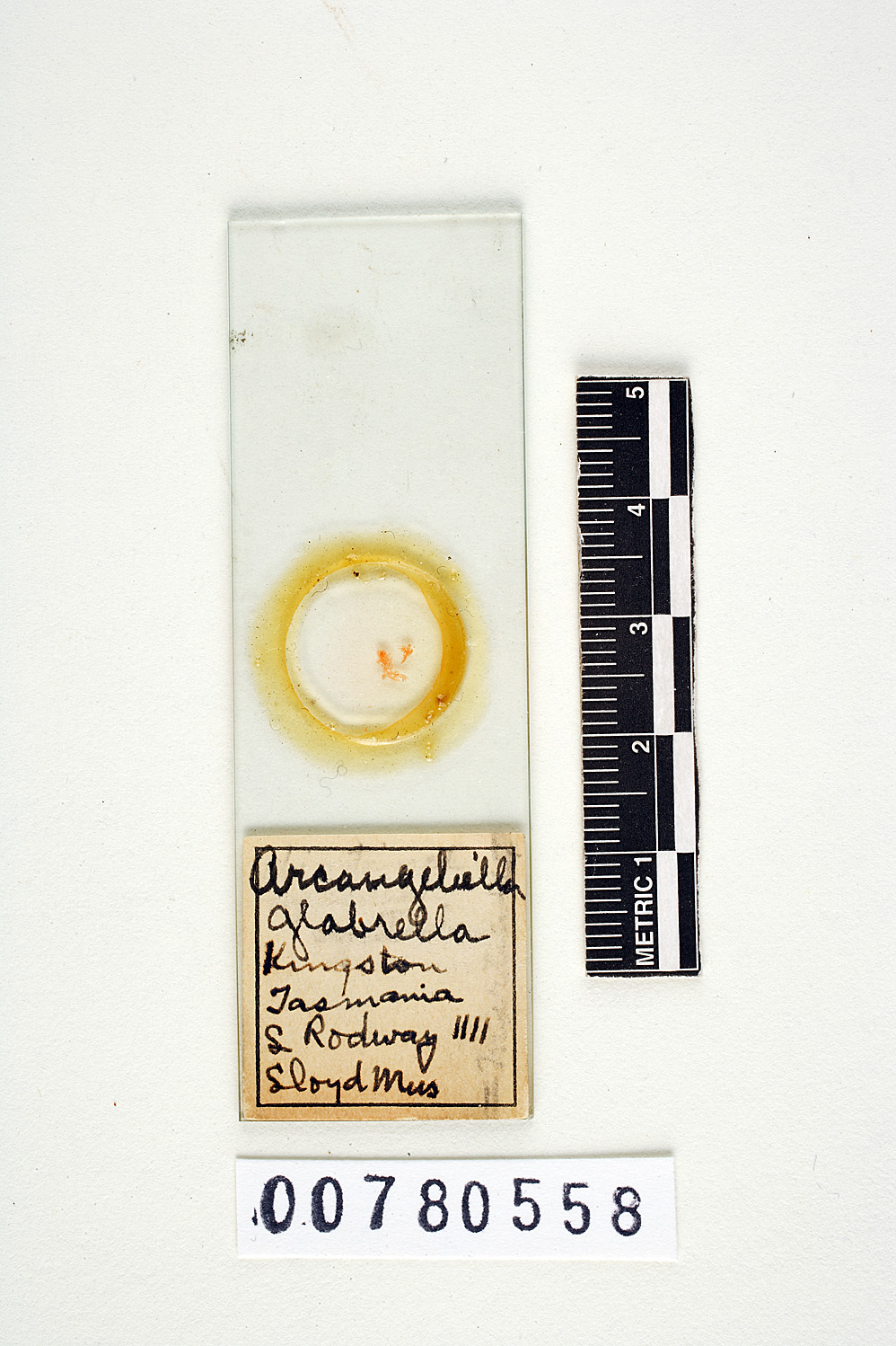 Zelleromyces glabrellus image