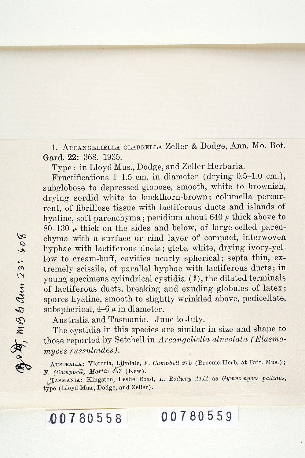 Zelleromyces glabrellus image