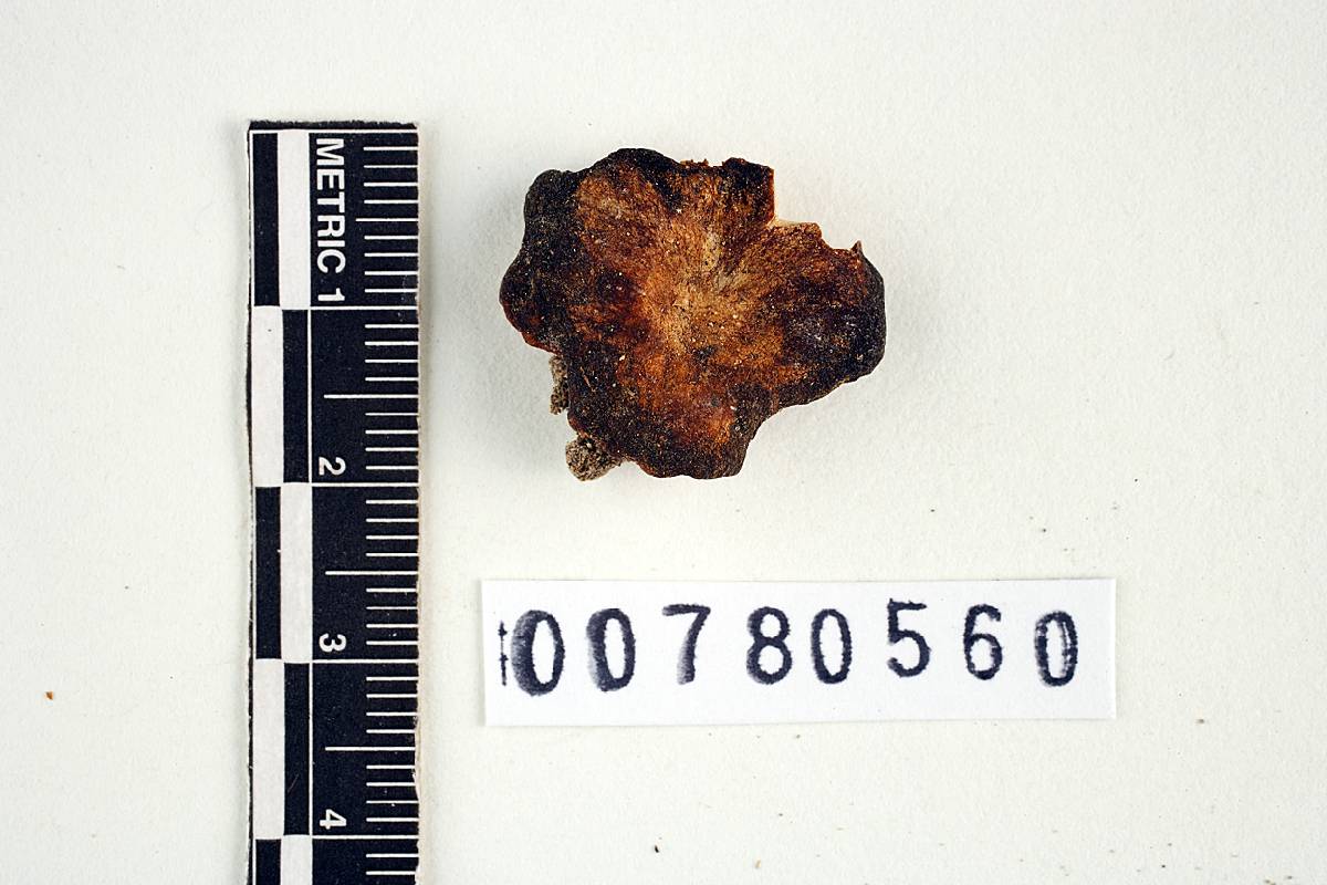 Arcangeliella lactarioides image