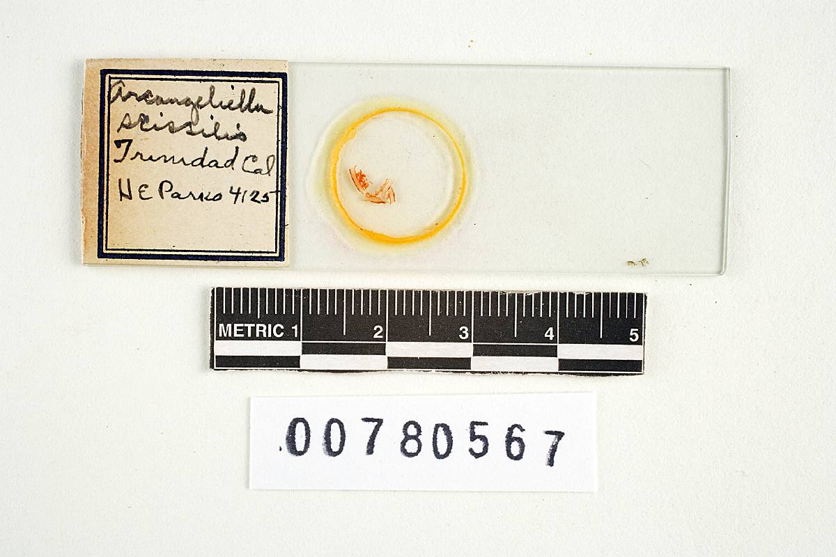 Zelleromyces scissilis image