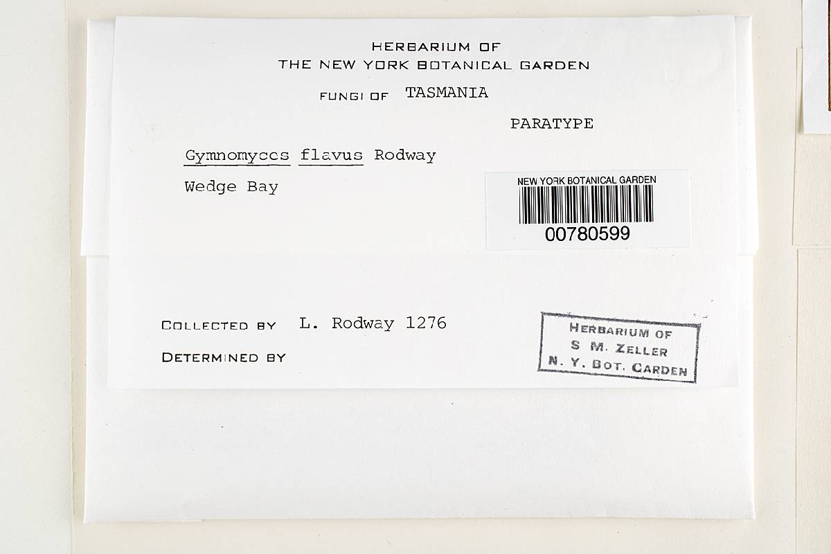 Gymnomyces flavus image