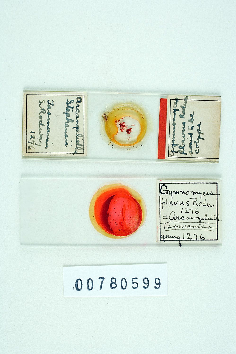 Gymnomyces flavus image