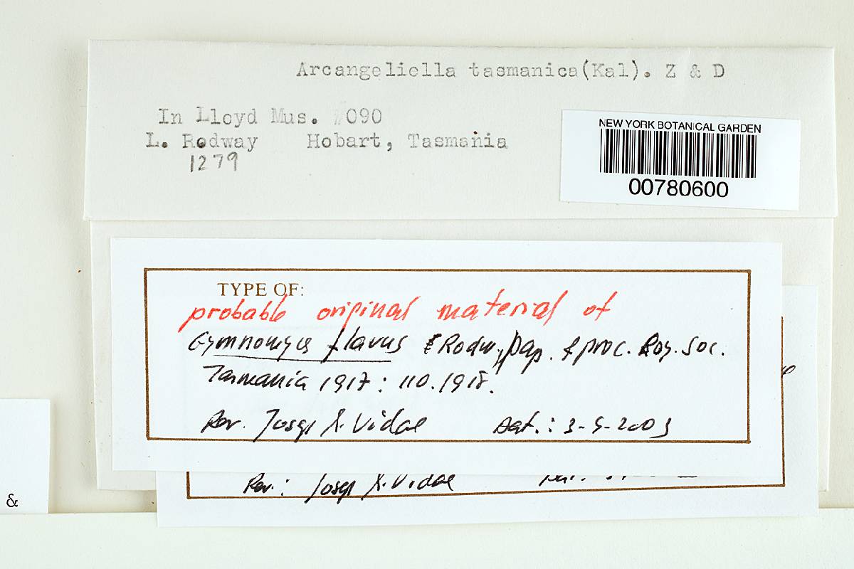 Gymnomyces flavus image
