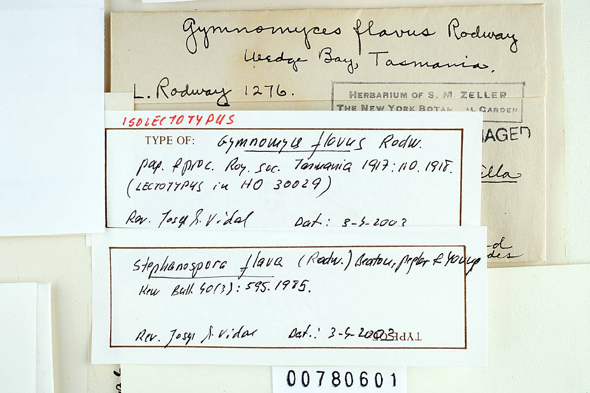 Gymnomyces flavus image