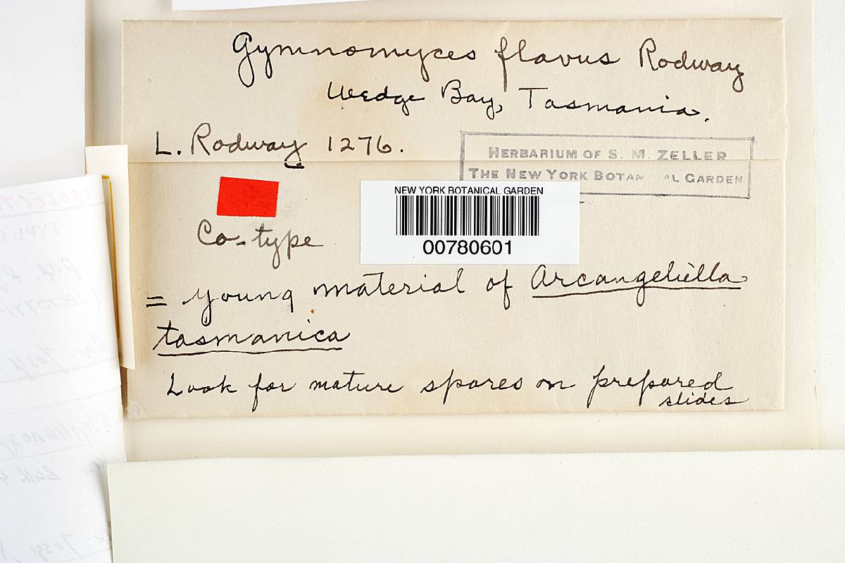 Gymnomyces flavus image