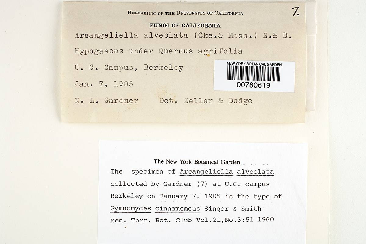 Gymnomyces cinnamomeus image