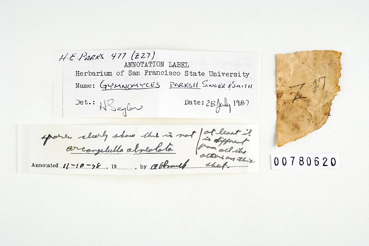 Gymnomyces parksii image