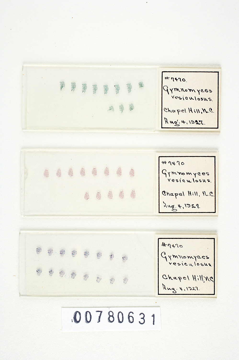 Gymnomyces vesiculosus image