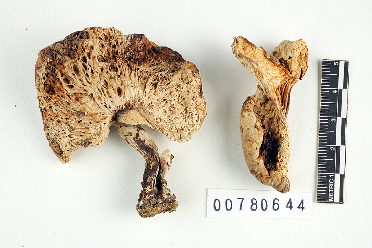 Arcangeliella variegata image