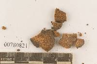 Gautieria monticola image