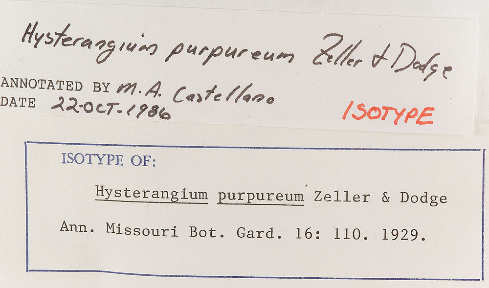 Hysterangium purpureum image