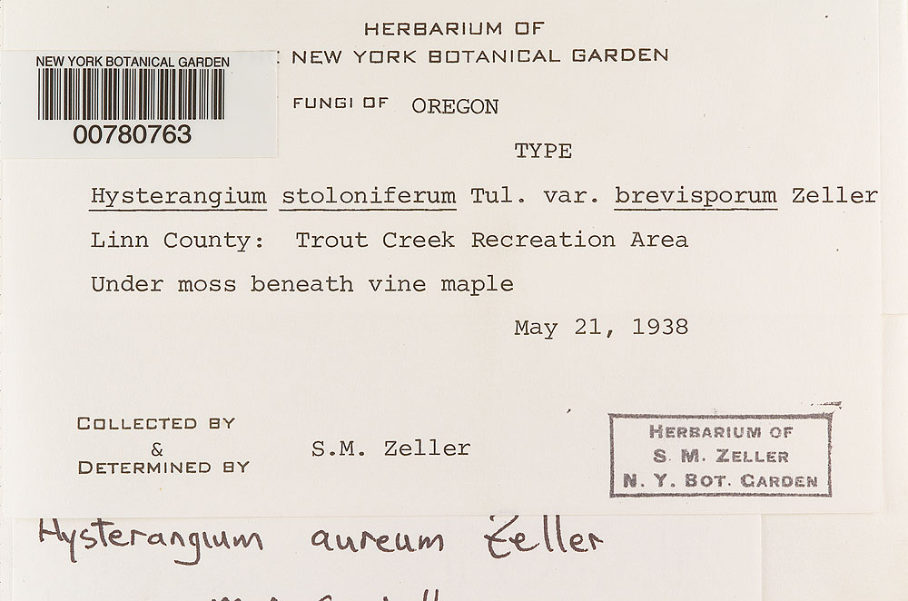 Hysterangium stoloniferum var. brevisporum image