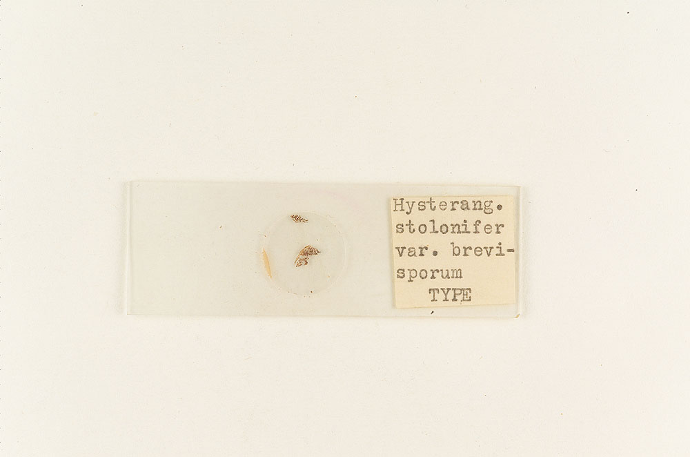 Hysterangium stoloniferum image