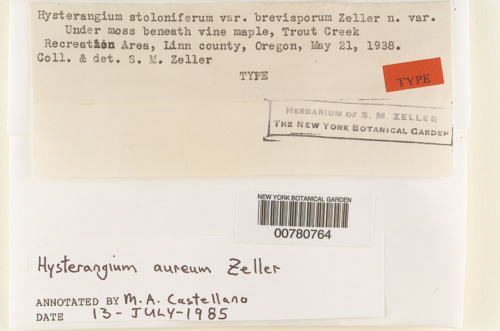 Hysterangium stoloniferum var. brevisporum image