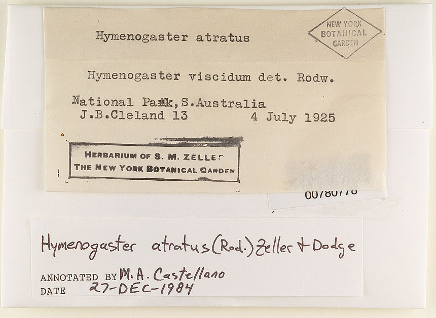 Protoglossum luteum image